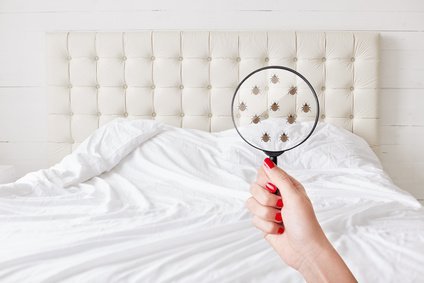 Anzeichen fr Wanzen in der Wohnung oder im Haus